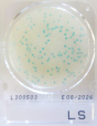 LS